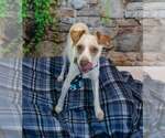 Small Photo #6 Jack-A-Bee Puppy For Sale in Kennesaw, GA, USA