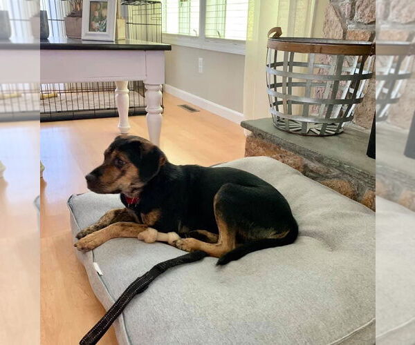 Medium Photo #14 Mutt Puppy For Sale in Woodbury, NY, USA