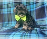 Small #3 Schnauzer (Miniature)
