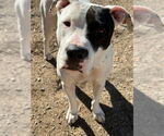 Small #1 Bulldog-Staffordshire Bull Terrier Mix