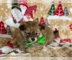Small Photo #3 Pomeranian Puppy For Sale in LANCASTER, PA, USA