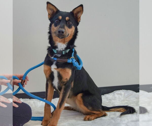 Medium Photo #3 Australian Kelpie-German Shepherd Dog Mix Puppy For Sale in Huntley, IL, USA