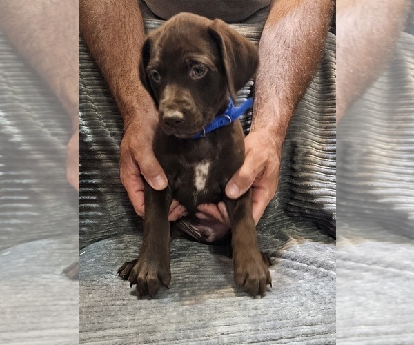 Medium Photo #3 German Shorthaired Pointer Puppy For Sale in FLIPPIN, AR, USA
