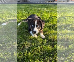Australian Shepherd-Unknown Mix Dogs for adoption in Mechanicsburg, PA, USA