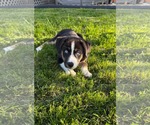 Small Australian Shepherd Mix