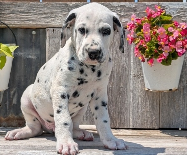 Medium Photo #9 Dalmatian Puppy For Sale in GOSHEN, IN, USA