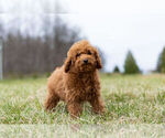 Puppy 10 Poodle (Toy)