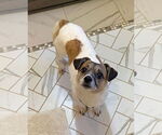 Small #6 Jack Russell Terrier-Spaniel Mix