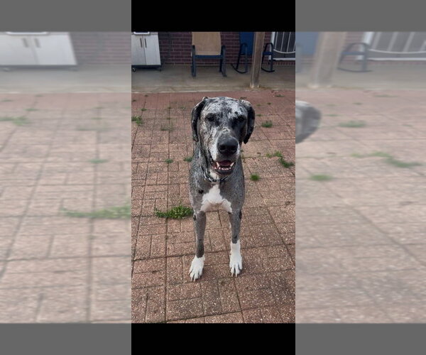 Medium Photo #8 Great Dane Puppy For Sale in Bullard, TX, USA