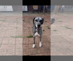 Small Photo #8 Great Dane Puppy For Sale in Bullard, TX, USA