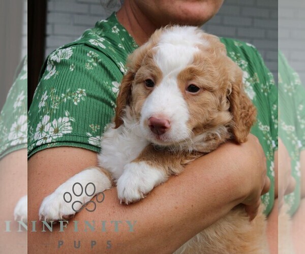 Medium Photo #4 Bernedoodle (Miniature) Puppy For Sale in LANCASTER, PA, USA