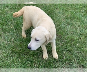 Labrador Retriever Puppy for sale in WINDSOR, CT, USA