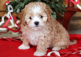 Cavapoo Puppy for sale in MOUNT JOY, PA, USA