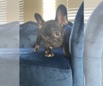 Small #5 French Bulldog