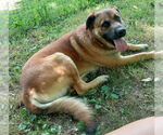 Small Anatolian Shepherd-Mastiff Mix