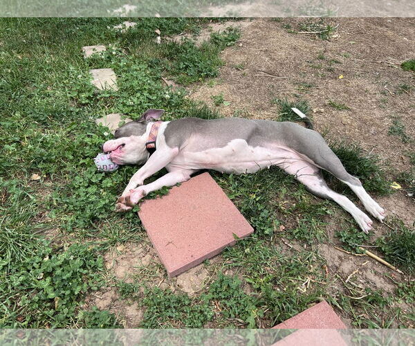 Medium Photo #3 American Pit Bull Terrier-Unknown Mix Puppy For Sale in Fort Collins, CO, USA