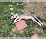 Small #2 American Pit Bull Terrier Mix