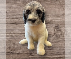 Labradoodle Puppy for sale in CARLISLE, KY, USA