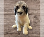 Small Labradoodle