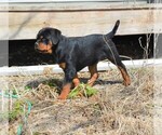 Small Photo #13 Rottweiler Puppy For Sale in OGALLALA, NE, USA