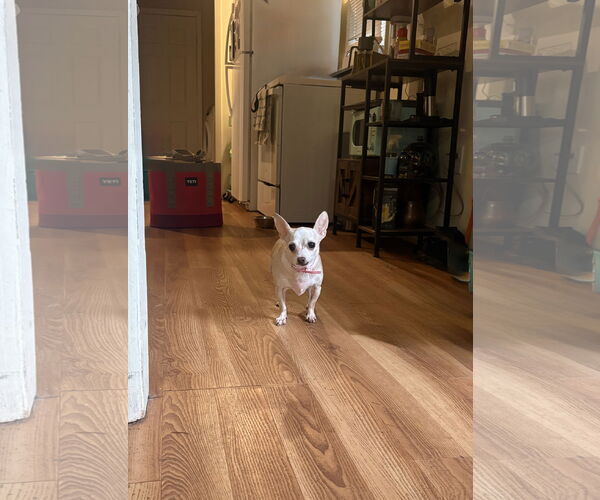 Medium Photo #2 Chihuahua Puppy For Sale in Raleigh, NC, USA