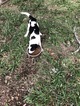 Small Photo #2 Border Collie Puppy For Sale in NEW BRAUNFELS, TX, USA