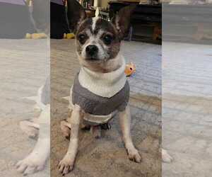 Chihuahua-Unknown Mix Dogs for adoption in Boonton, NJ, USA