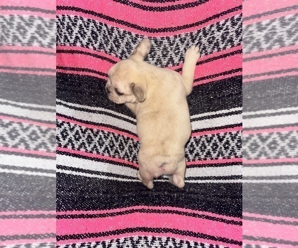 Medium Photo #3 French Bulldog Puppy For Sale in MICANOPY, FL, USA