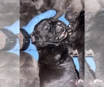 Small #34 Cane Corso
