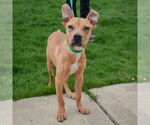 Small #2 American Staffordshire Terrier-Boxer Mix