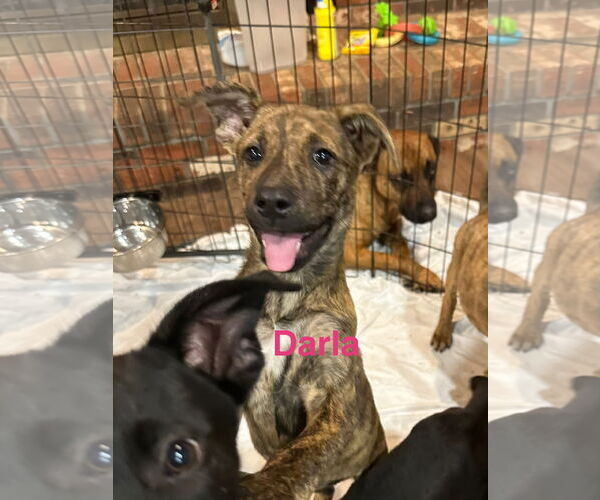 Medium Photo #1 Great Dane Puppy For Sale in Jackson Township, NJ, USA