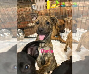 Great Dane Dogs for adoption in Jackson Township, NJ, USA