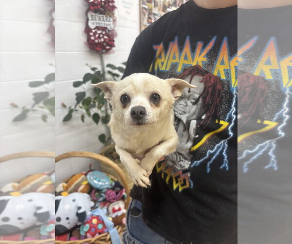 Medium Photo #1 Chihuahua-Unknown Mix Puppy For Sale in York, SC, USA