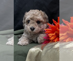Poodle (Miniature) Puppy for sale in MEMPHIS, MO, USA