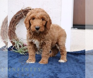 Goldendoodle (Miniature) Puppy for sale in NARVON, PA, USA