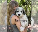Small Photo #14 Great Pyrenees Puppy For Sale in KIRBYVILLE, MO, USA