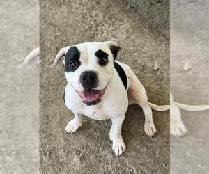 Mutt Dogs for adoption in Riverside, CA, USA