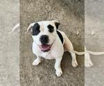 MAMAS - Female Mutt Dog for Adoption - Small photo