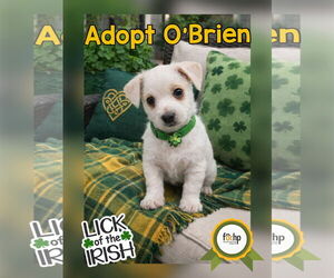 Poodle (Toy) Dogs for adoption in Menifee, CA, USA