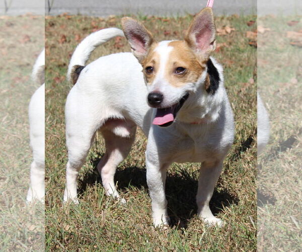 Medium Photo #2 Jack Russell Terrier Puppy For Sale in Prattville, AL, USA