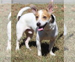 Small #1 Jack Russell Terrier