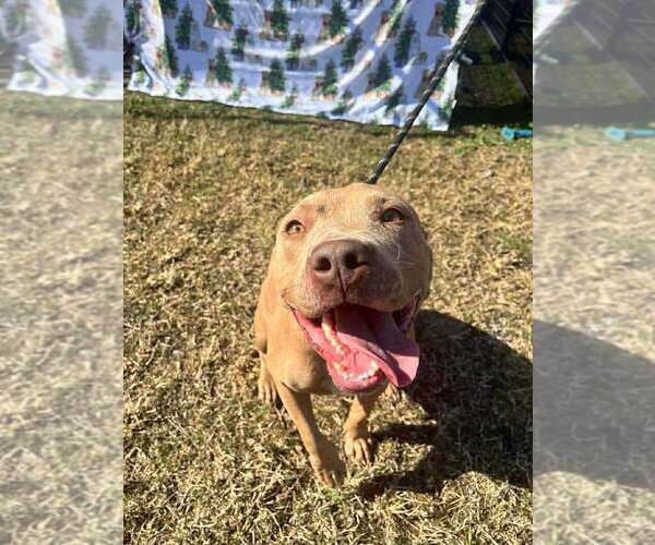 Medium Photo #4 Mutt Puppy For Sale in Abbeville, LA, USA