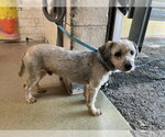 Small Miniature Schnauzer Mix