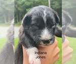 Small #3 Australian Shepherd