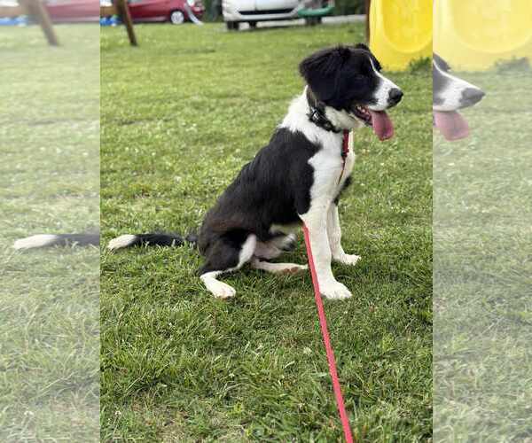 Medium Photo #6 Great Pyrenees Puppy For Sale in Croydon, NH, USA