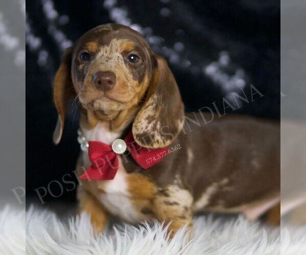 Medium Photo #5 Dachshund Puppy For Sale in WARSAW, IN, USA