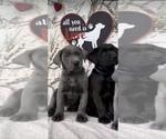 Small #1 Labrador Retriever