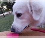 Small Great Pyrenees