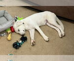 Small #6 Great Pyrenees Mix