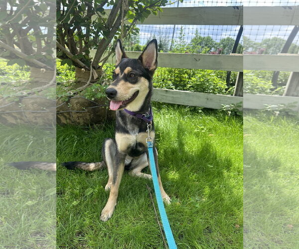 Medium Photo #3 Mutt Puppy For Sale in Jefferson, NJ, USA